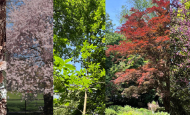 Hall's Pond Tree I-Spy