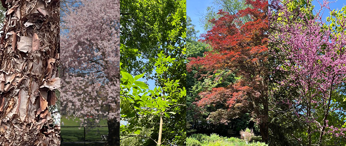 Hall's Pond Tree I-Spy